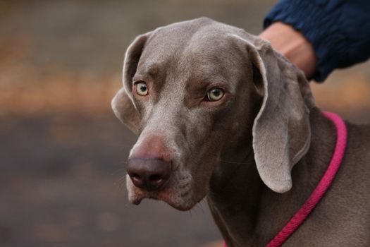 Portrait of beautiful young Weimaraner female