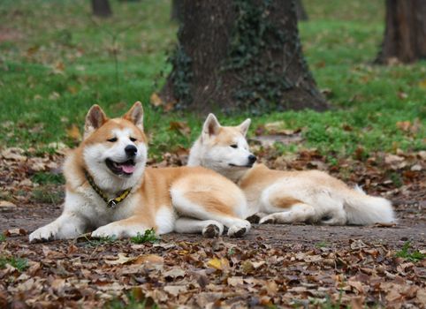 Akita inu with its girlfriend relaxing in public park
