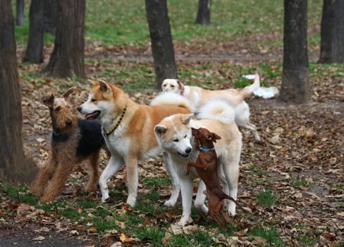 Miniature Pinscher trying to mount Akita Inu female in company of Airedale Terrier Labrador and Akita male