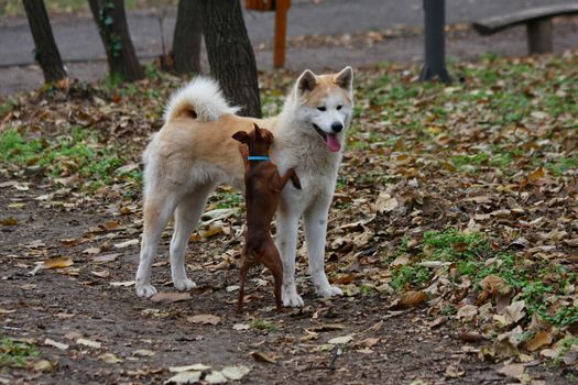 Miniature Pinscher futile try to mount Akita Inu female