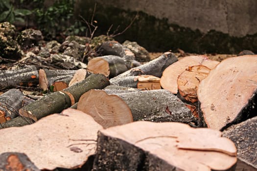 Plenty of chooped wood lying around