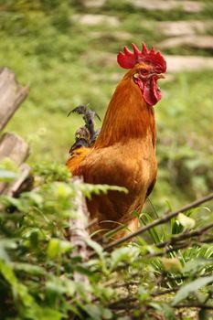 Portrait of a rooster from a profile