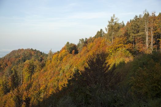 Fall in the forest. Colourful leafs.