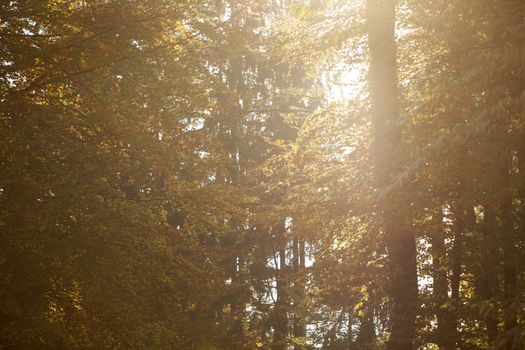 Colourful autumn trees in the forest