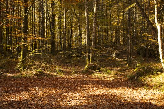 Colourful autumn trees in the forest