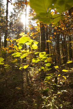 Colourful autumn trees in the forest