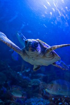 Turtle swiming under water