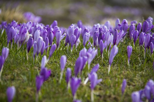 Beautiful spring crocuses on Velika Planina plateau in Slovenia.