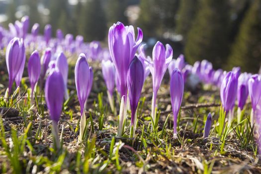 Beautiful spring crocuses on Velika Planina plateau in Slovenia.