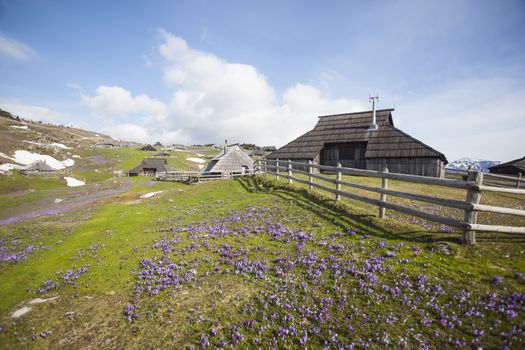 Spring crocuses on Velika Planina plateau in Slovenia. With cottage in the background.
