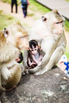 Monkey baby with his parents in  Cambodia.