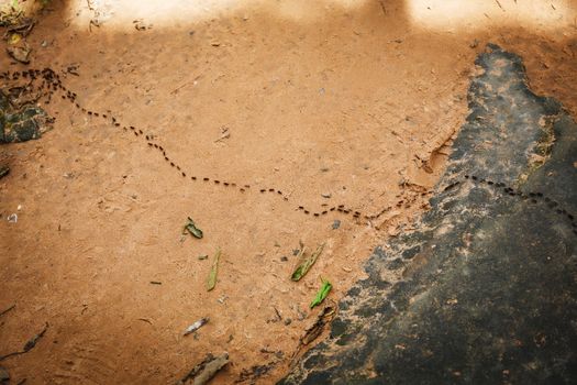 Colony of ants and their teamwork in Cambodia 