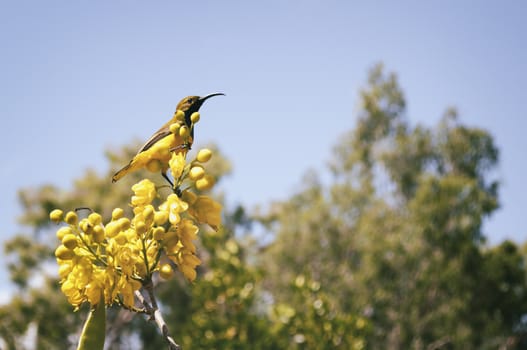 Bird sitting on a tree in Queensland, Australia