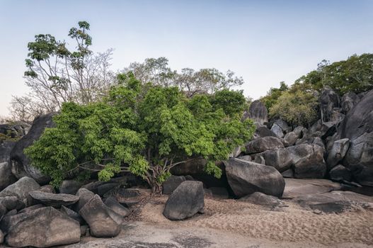 Tree growing in between rocks, Australia