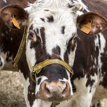 Brown and white cow snout close up , sadness, anger farmers