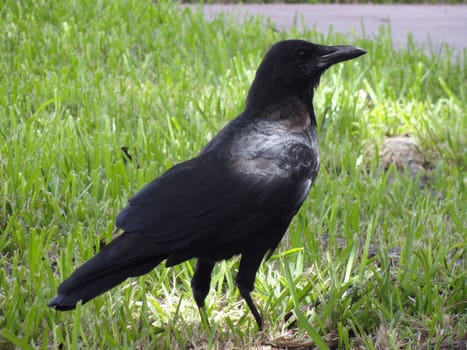 Black Raven standing on a Green Grass
                    