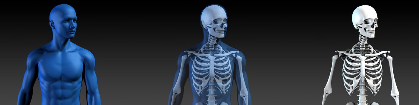 Transparent Human with Bone Structure in Movement