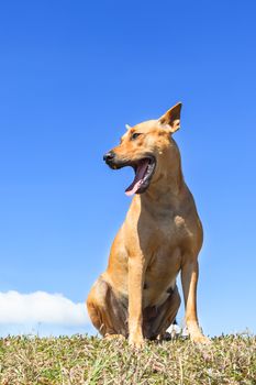 portrait of brown dog standing on grass field