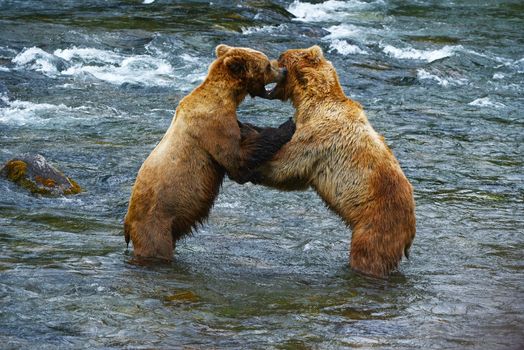 grizzly bear fighting in a river at katmai national park