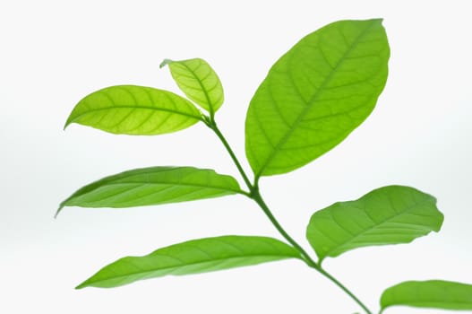 Green leaves isolated on white background