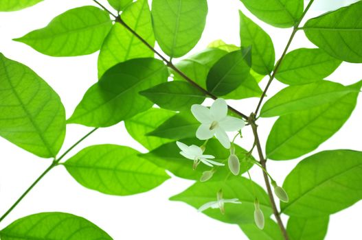 Spring blossom background - green leaves and white flowers