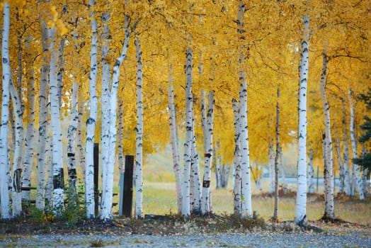 fall color of aspen tree in alaska