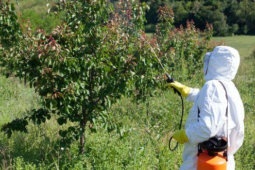 Disease and insect management in the fruit orchard. Fruit tree care.