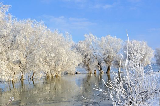 Frosty winter trees on Danube river