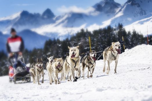 musher dogteam driver and Siberian husky at snow winter competition race in forest