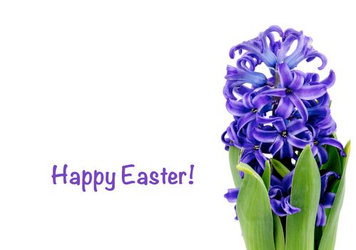 Easter Greeting Card with Beauty Purple Hyacinth and Empty White Place with Congratulations 