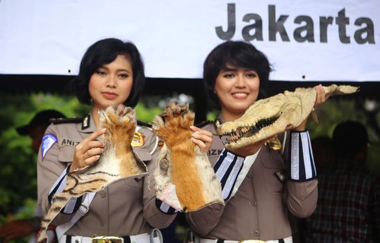 INDONESIA,Jakarta: Customs women show a crocodile skull and tiger paws at Jakarta Police Headquarters, in Jakarta, Indonesia, on February 2, 2016, as illegal trade goods including items made from endangered animals are destroyed in public.