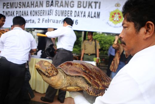 INDONESIA,Jakarta: Customs man holds a stuffed turtle at Jakarta Police Headquarters, in Jakarta, Indonesia, on February 2, 2016, as illegal trade goods including items made from endangered animals are destroyed in public.