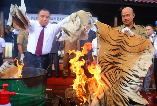 INDONESIA,Jakarta: A tiger skin is burnt at Jakarta Police Headquarters, in Jakarta, Indonesia, on February 2, 2016, as illegal trade goods including items made from endangered animals are destroyed in public.