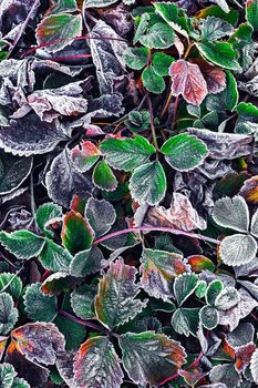 Covered with frost in early winter strawberry bushes