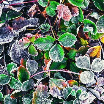 Covered with frost in early winter strawberry bushes