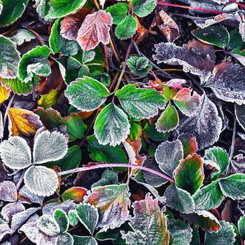 Covered with frost in early winter strawberry bushes