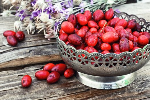 Harvest ripe berries of dogwood in stylish vase