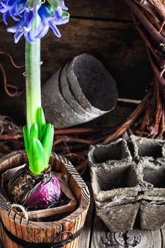 Blossoming flower hyacinth in stylish wooden tub in a village style.Selective focus