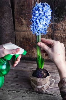 Hand with spray bottle for watering hyacinth