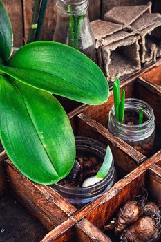 preparation of seedlings of spring flowers and tulip bulbs for planting