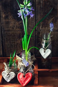Hyacinth flowers and sprouts in glass jars in box