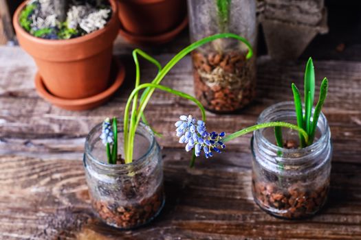 The sprouted sprouts of spring hyacinths in glass jars.Selective focus.