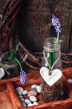 Blooming hyacinth and spring seedlings in a wooden box rustic