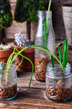 flowering plants hyacinths,sprouted in glass jars with drainage