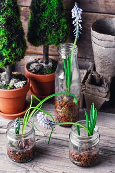 flowering plants hyacinths,sprouted in glass jars with drainage