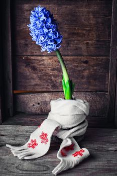 Blooming blue hyacinth wrapped in warm scarf on wooden background