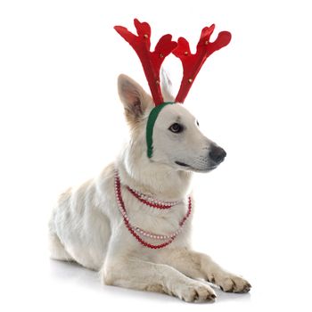 swiss white shepherd in front of white background