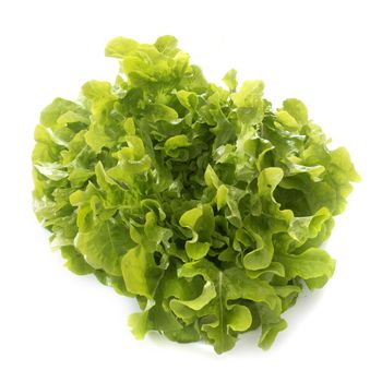 feuille de chene lettuce in front of white background