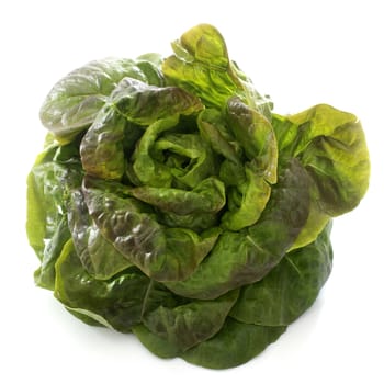 rougette salad in front of white background