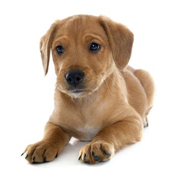 puppy labrador retriever in front of white background